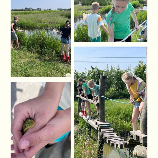 🐸 Twee weken geleden ging groep 5/6 op bezoek bij bezoekerscentrum Reitdiep. Hier leerden de leeringen van alles over dieren en mochten ze zelf op zoek naar allerlei waterbeestjes.#NoorderBasis#reitdiep